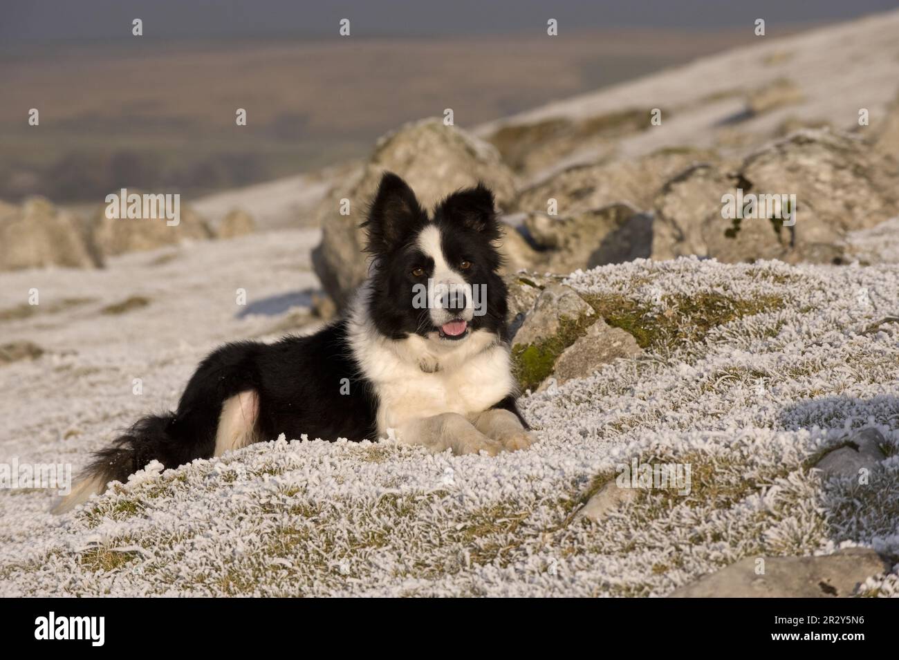 Cane domestico, confine Collie Sheepdog, sdraiato su un pendio coperto di gelo, in attesa di comando, Cumbria, Inghilterra, inverno Foto Stock