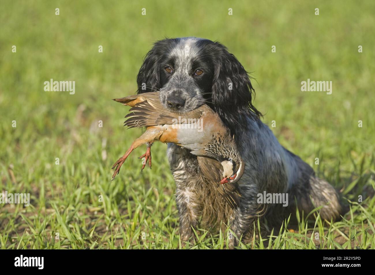 Cane domestico, inglese Cocker Spaniel, adulto, holding shot Red-legged Partridge (Alectoris rufa) in bocca, Norfolk, Inghilterra, Regno Unito Foto Stock