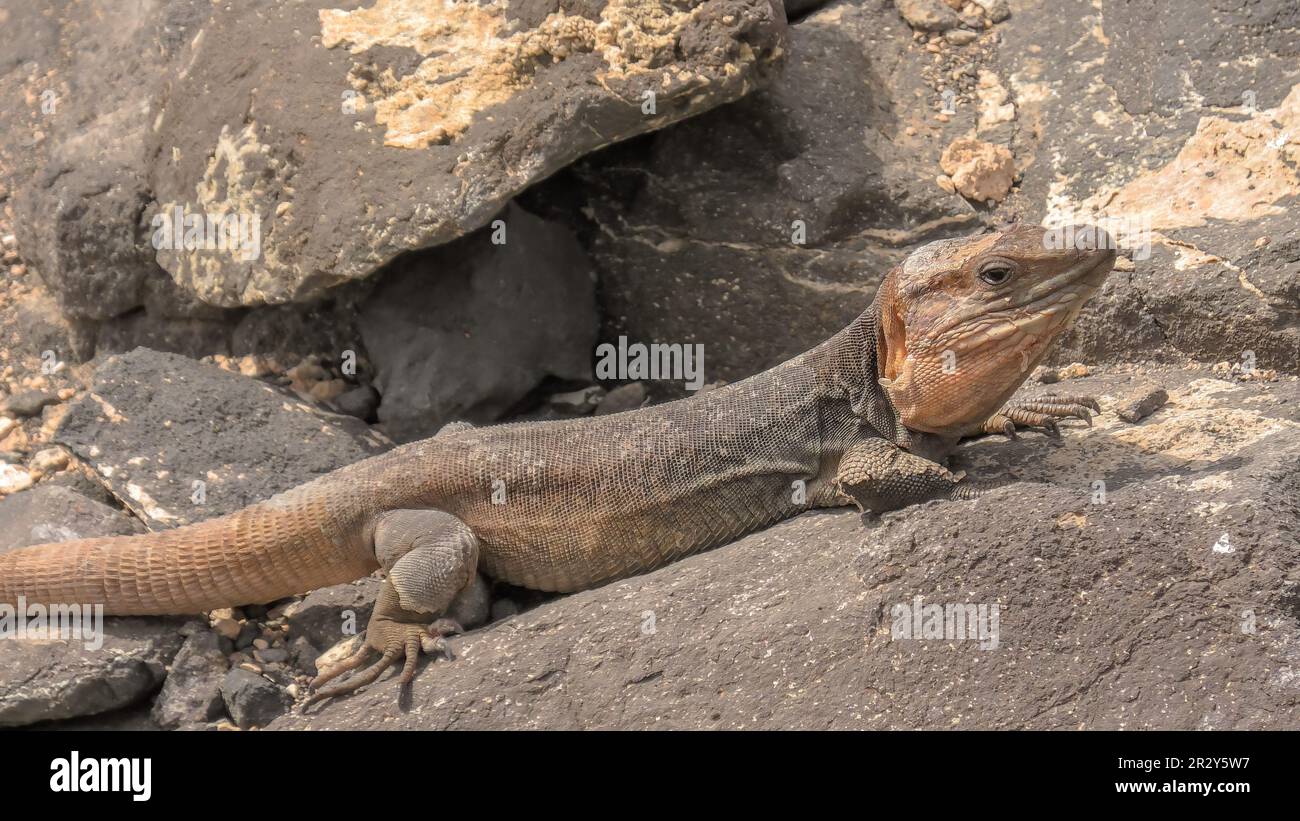 Gallotia stehlini, specie di lucertola gigante endemica dell'isola di Gran Canaria. Questa lucertola è nota per il suo aspetto unico e per il suo comportamento affascinante Foto Stock