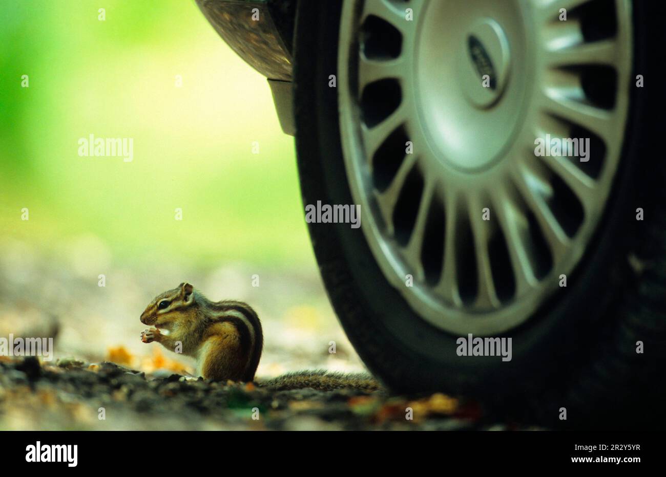 Siberian Chipmunk (Tamias sibiricus) alimentazione, dimensioni ridotte vicino a auto, Hampshire, Inghilterra, Regno Unito Foto Stock