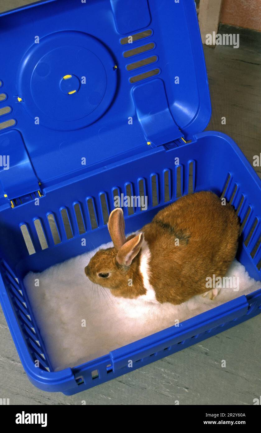 Coniglio domestico in scatola di trasporto di plastica Foto Stock