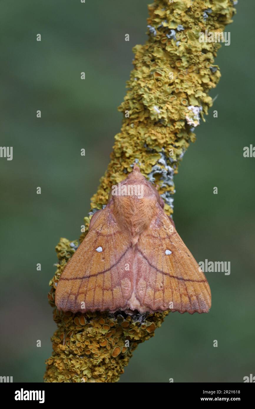 Odonestis (Odonestis pruni), maschio adulto che riposa su ramo coperto di lichene, Italia Foto Stock