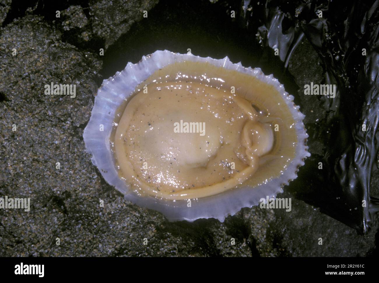 China Limpet shell (Patella aspera) sotto dopo la rimozione dalla roccia Foto Stock