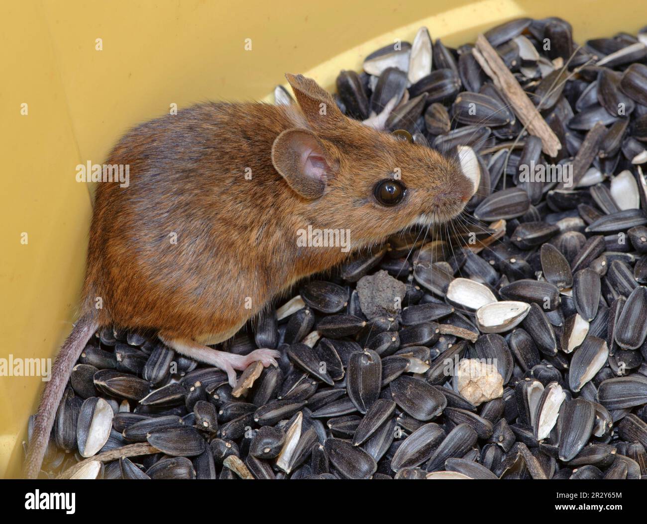 Sylvaemus sylvaticus, topo di legno (Apodemus sylvaticus), topi di legno, topi, topi, roditori, Mammiferi, animali, legno topo adulto, in bidone di nero Foto Stock