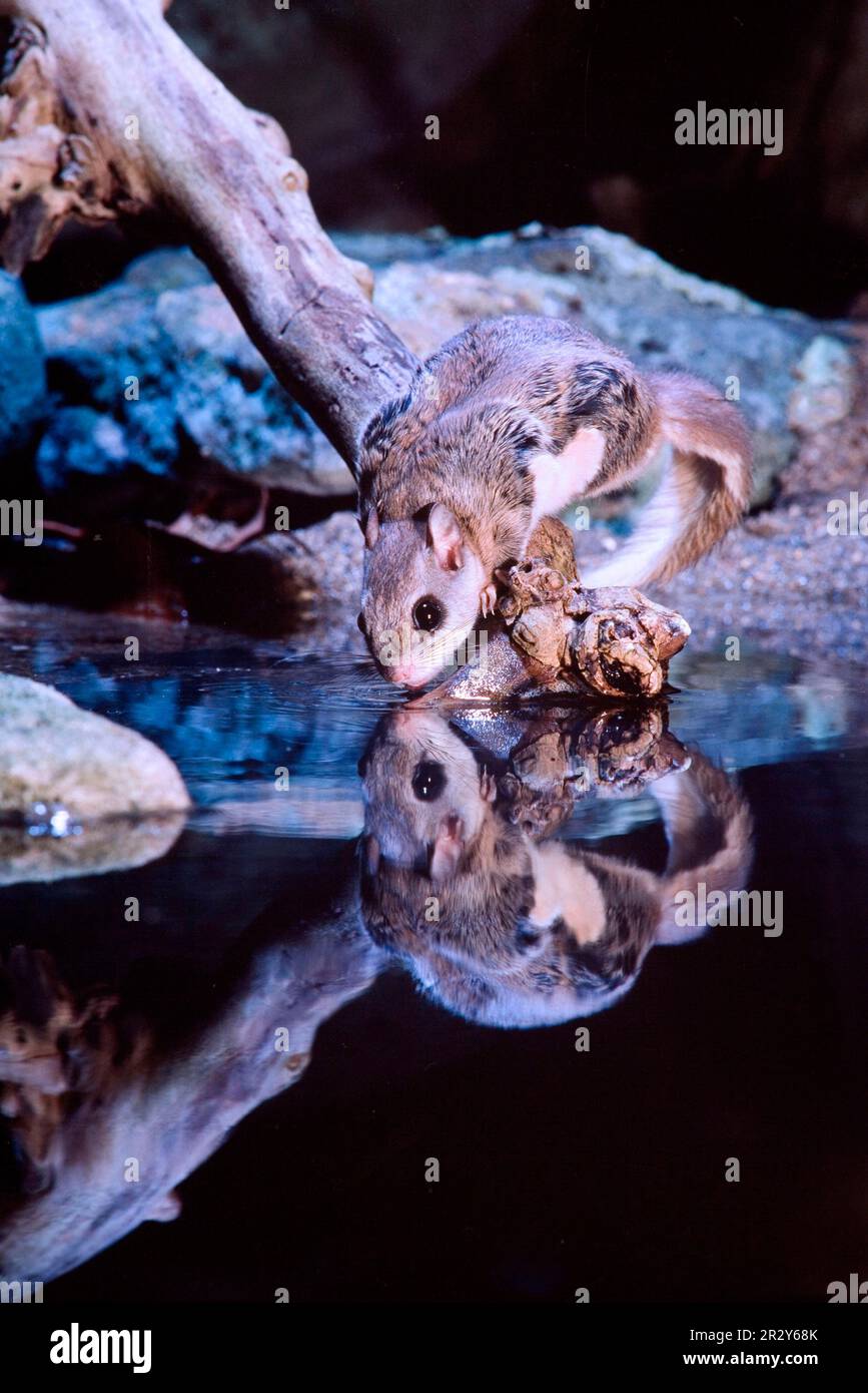 Southern Flying Squirrel (Glaucomys volans) adulto, bere dalla piscina di notte, Ohio (U.) S. A. Foto Stock