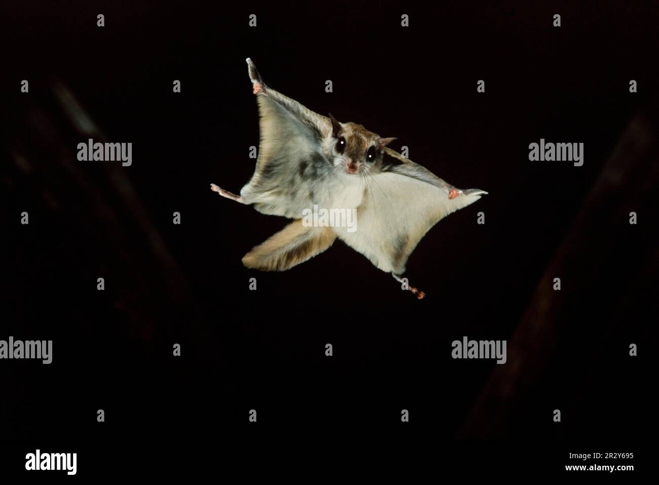 Southern Flying Squirrel (Glaucomys volans) adulto, volo in volo notturno, Ohio (U.) S. A. Foto Stock