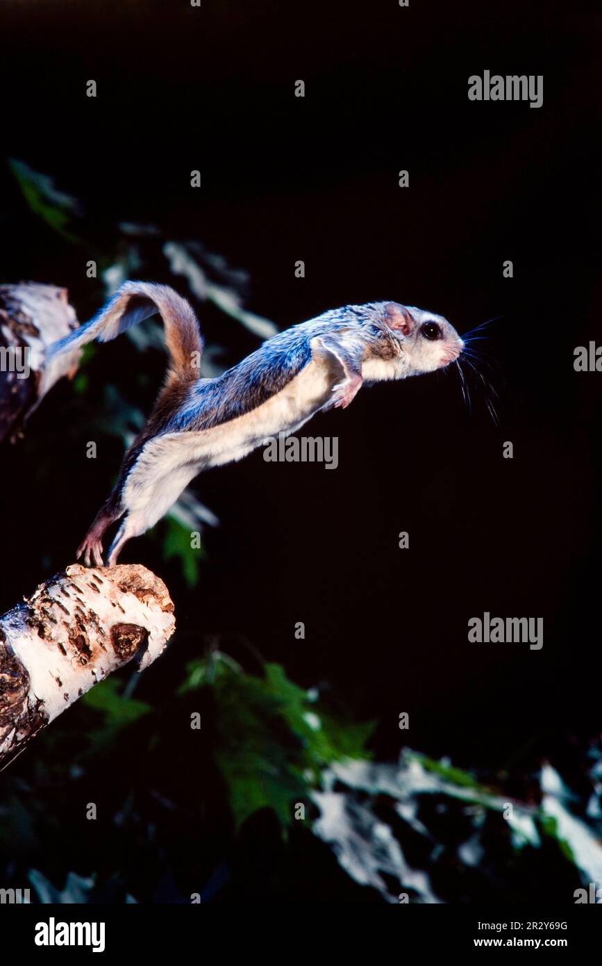 Southern Flying Squirrel (Glaucomys volans) adulto, saltando dal ramo di betulla di notte, Ohio (U.) S. A. Foto Stock