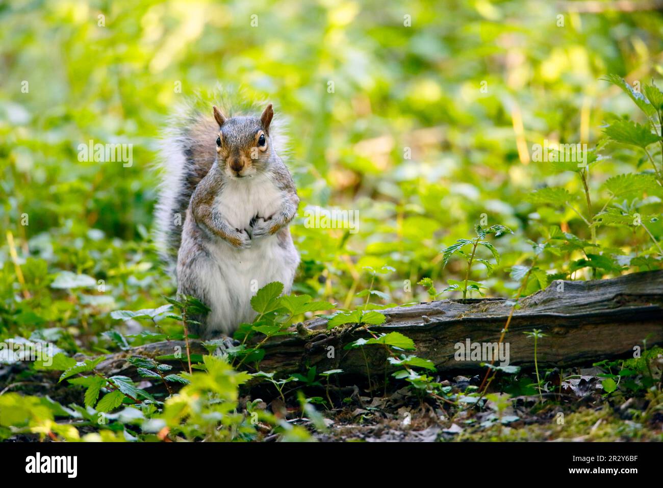 Scoiattolo grigio orientale (Sciurus carolinensis) ha introdotto specie, adulto, seduto sul ceppo marciume nel bosco, Woods Mill Nature Reserve, Sussex occidentale Foto Stock