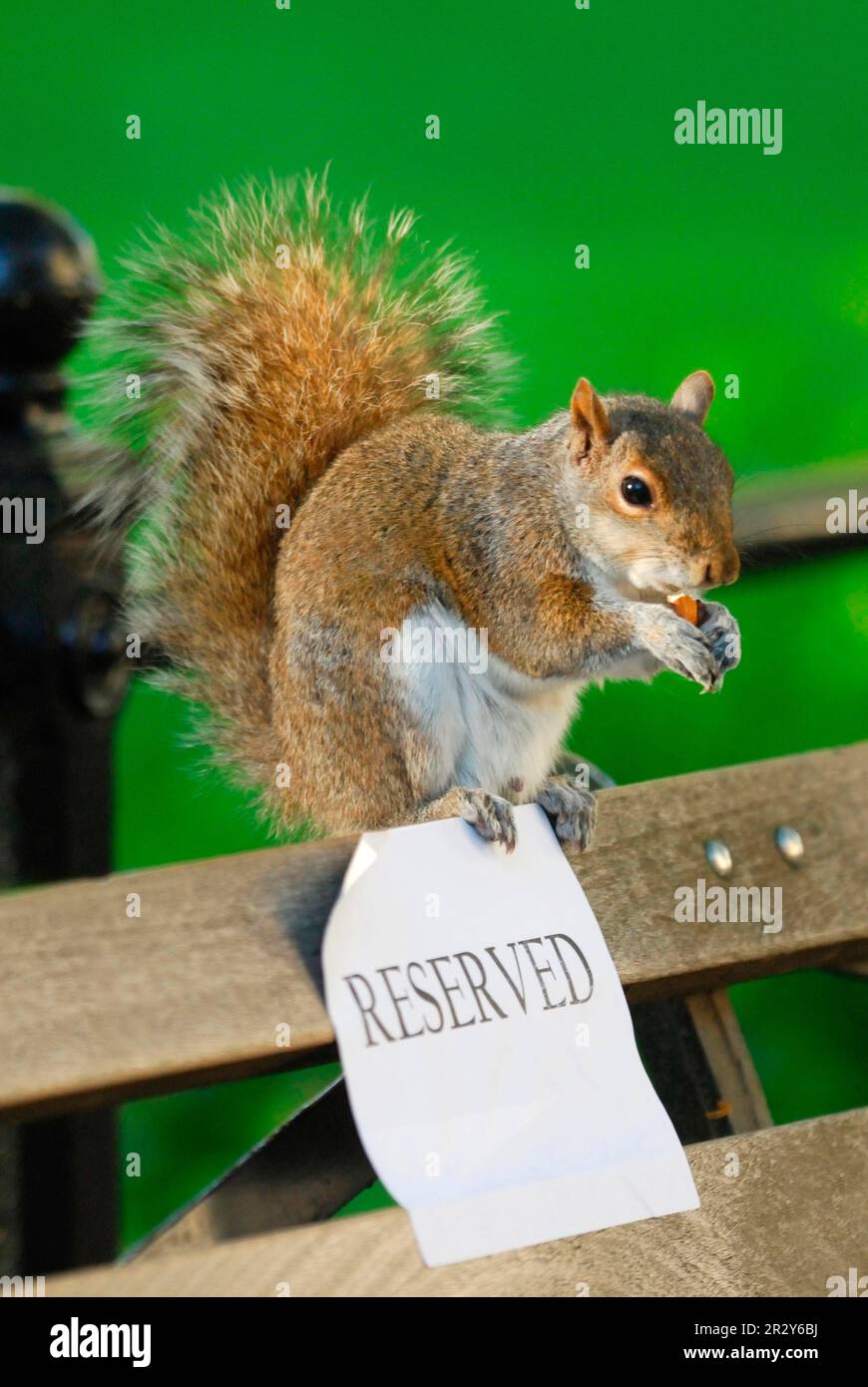 Scoiattolo grigio orientale (Sciurus carolinensis) adulto, nutrirsi di noci, sedersi sul panca del parco con cartello riservato, Union Square Park, New York City, New York Foto Stock