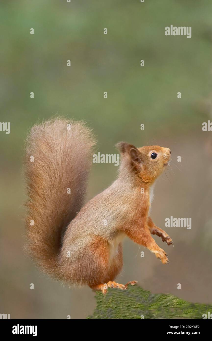 Scoiattolo rosso eurasiatico (Sciurus vulgaris) adulto, seduto su tronchi, Caledonian Forest, Scozia, Regno Unito Foto Stock