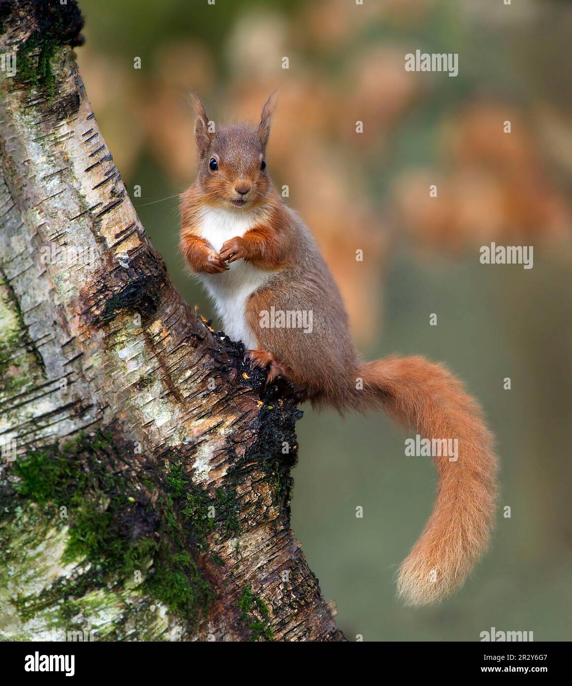 Scoiattolo rosso eurasiatico (Sciurus vulgaris), scoiattoli, roditori, mammiferi, animali, Scoiattolo rosso eurasiatico adulto, seduto sul tronco dell'albero, Dumfries e. Foto Stock