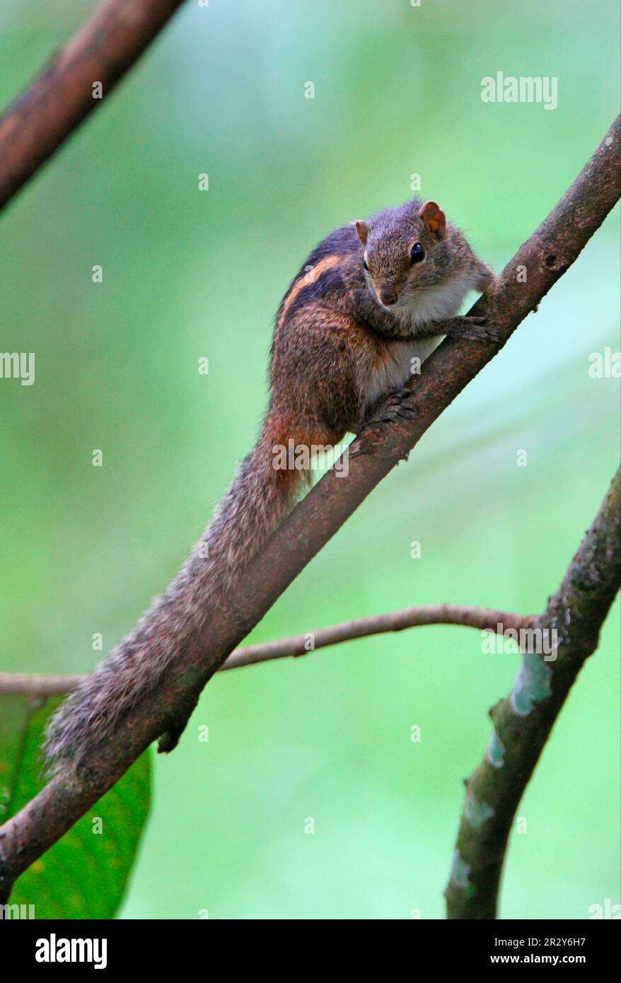 Scoiattolo di palma indiano (Funambulus palmarum) adulto, aggrappato alla radice sul pendio, Sri Lanka Foto Stock