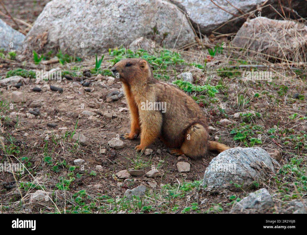 Marmotta grigia (Marmota baibacina), marmotte grigie, roditori, mammiferi, animali, Marmotta grigia adulto, seduta su una montagna rocciosa, Ili-Alatau N. P. Almaty Foto Stock