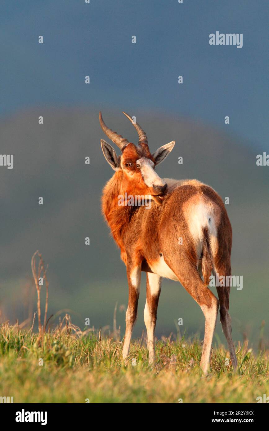 Blesbok (Damaliscus dorcas phillipsi) adulto, cura, Riserva Naturale di Malolotja, Swaziland Foto Stock