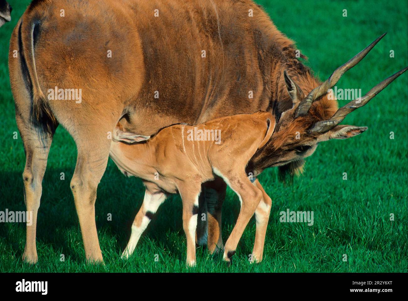 Tragelaphus oryx, comuni Elands (Taurotragus oryx), antilopi di Eland, antilopi, ungulati, ungulati pari-toed, Mammiferi, animali, Eland primo piano di Foto Stock