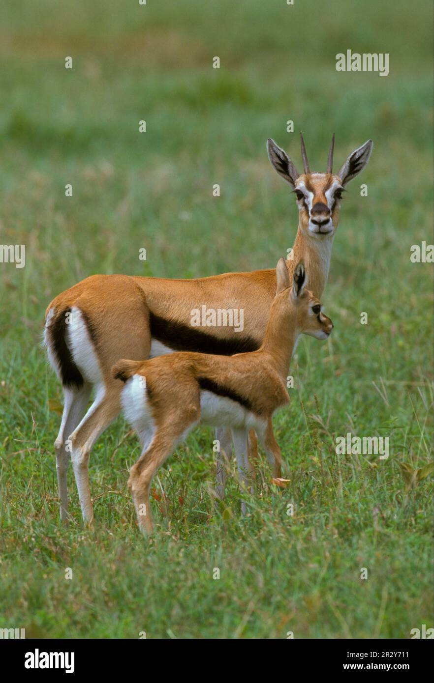 Thomson's Gazelle (Gazella thomsoni) femmina con cuccioli, Serengeti, Tanzania Foto Stock