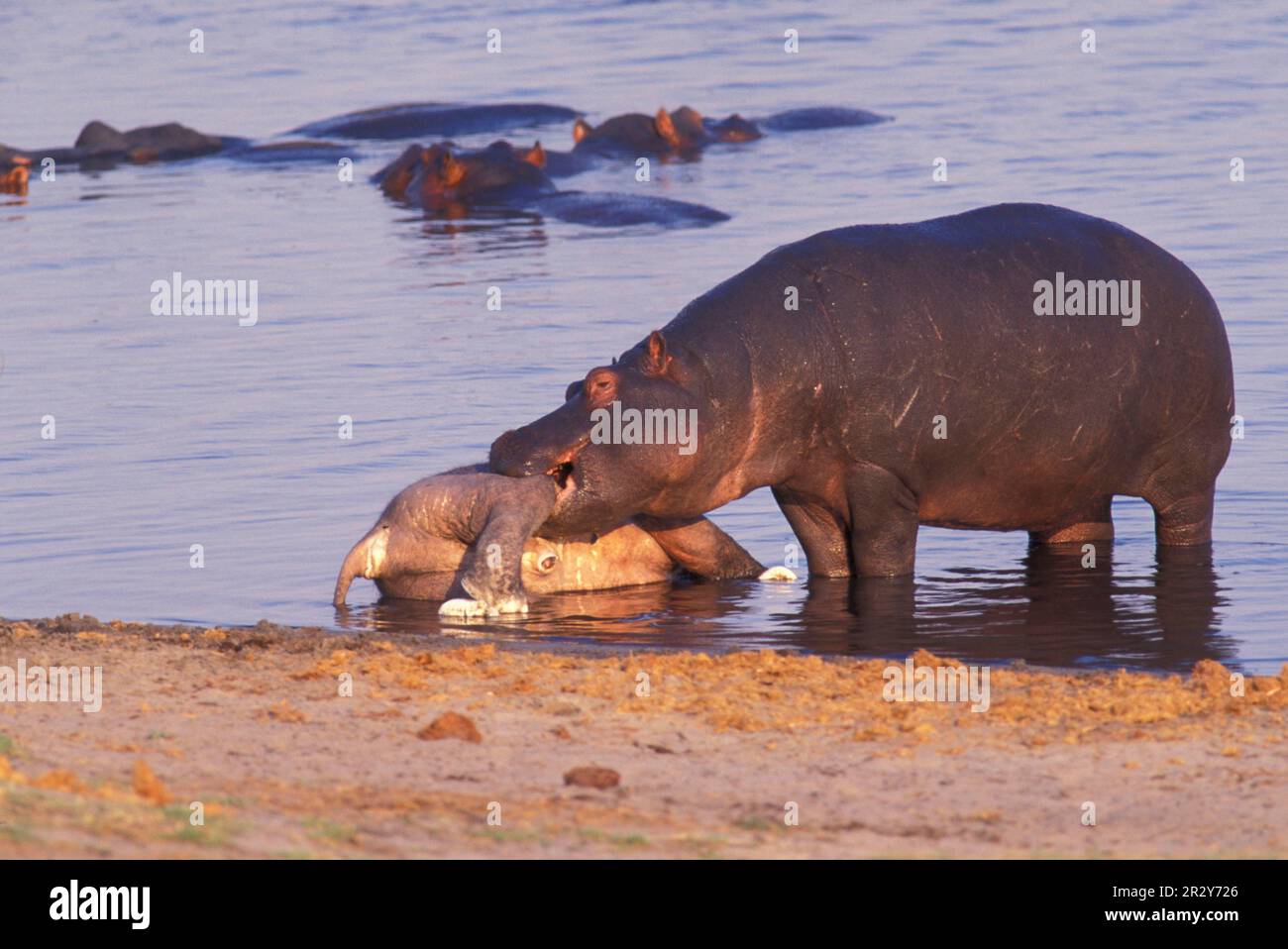 Ippopotami, ippopotami, ippopotami (ippopotami anfibi), ungulati, mammiferi, Animali, Hippopotamus (S) che si nutrono di giovani carcasse di elefanti Foto Stock