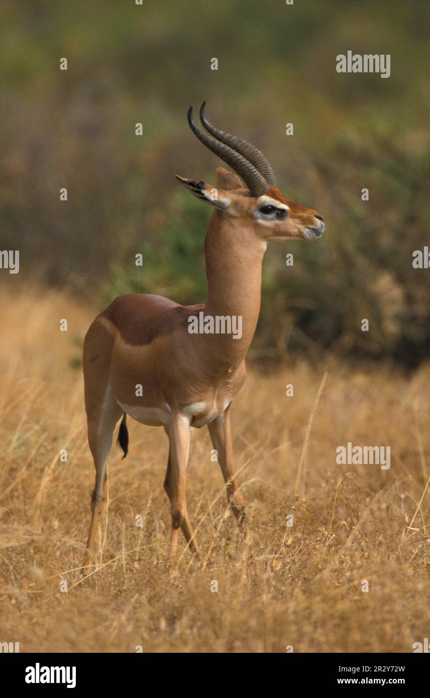 Giraffa gazzelle, gerenuchi (Litocranius walleri), gerenuk, gerenuchi, gazzelle, Ungulati, ungulati pari, mammiferi, animali, Gerenuk Samburu, Kenya Foto Stock