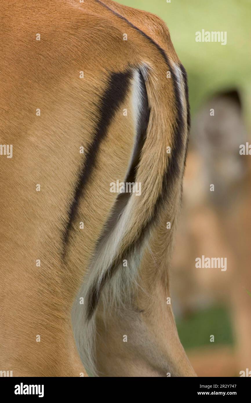 Impala, antilope con tacco nero, impala (Aepyceros), antilopi con tacco nero (Alcelaphini), antilopi, ungulati, ungulati, ungulati, mammiferi, animali Foto Stock