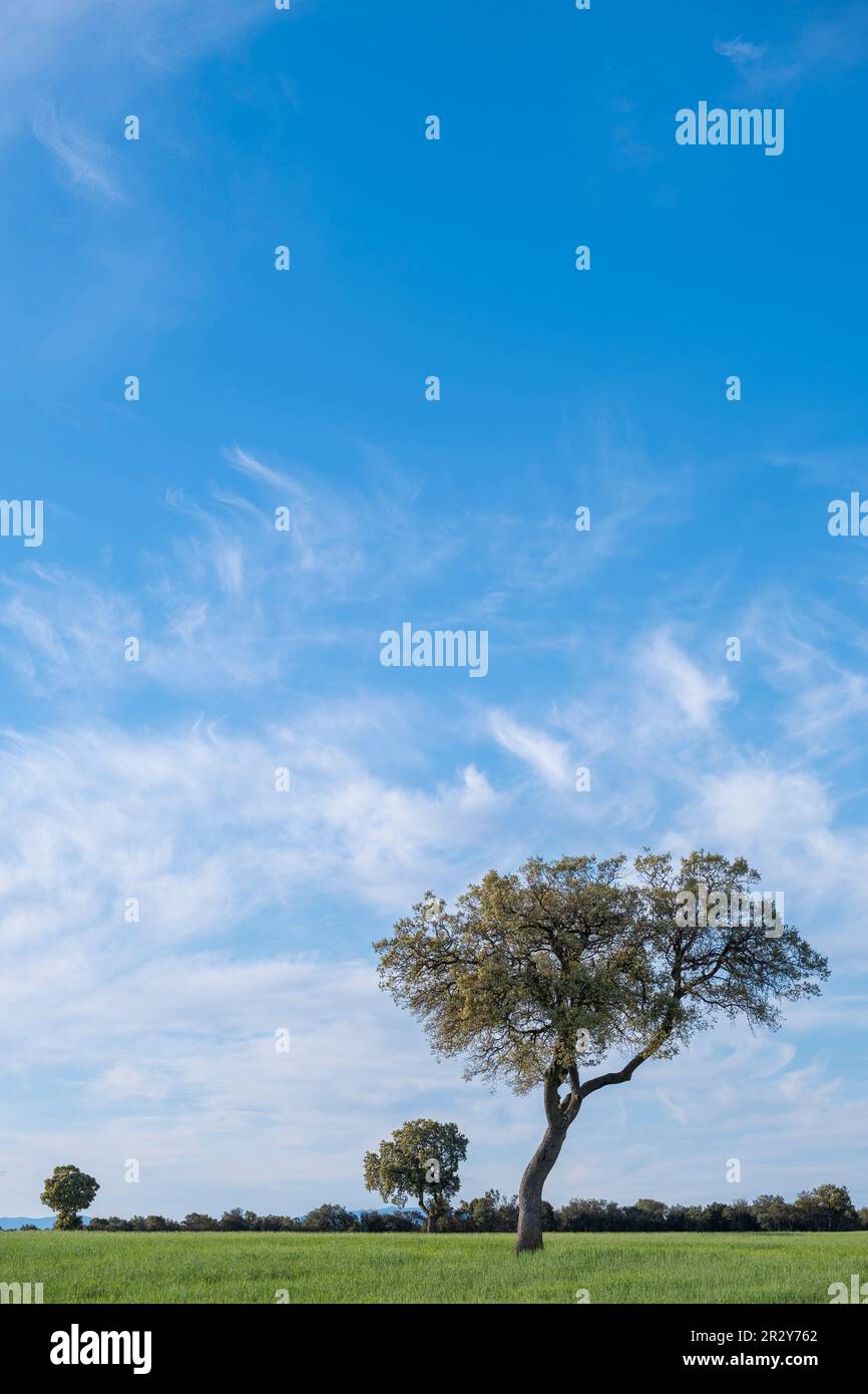 un albero con un tronco contorto al centro di un prato verde, in una giornata con un cielo blu e piccole nuvole, spazio copia, verticale Foto Stock