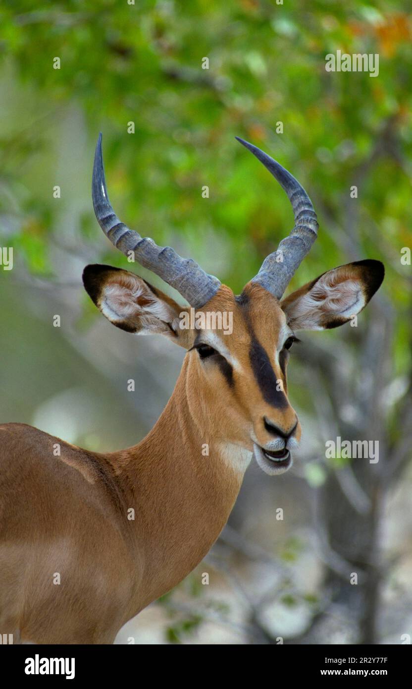 Impala a faccia nera (Aepycerus melampus petersi) primo piano della testa Foto Stock