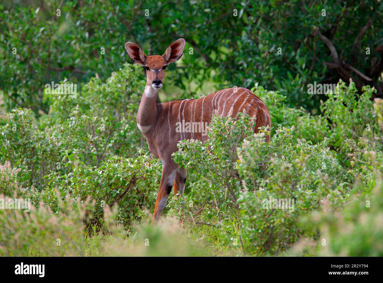 Sud minore kudu, Sud minore kudu, antilopi, ungulati, ungulati a punta pari, Mammiferi, animali, minore kudu (Tragelaphus imberbis australis) Foto Stock