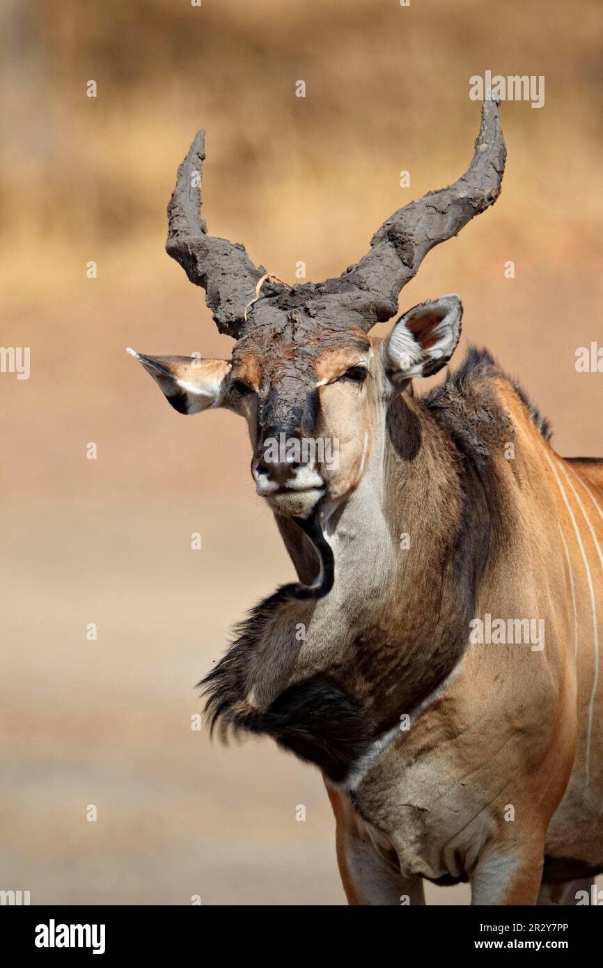 Eland gigante (Taurotragus derbianus) maschio adulto, con fango su corna, dewlap tremante, riserva di Fatalah, Senegal Foto Stock