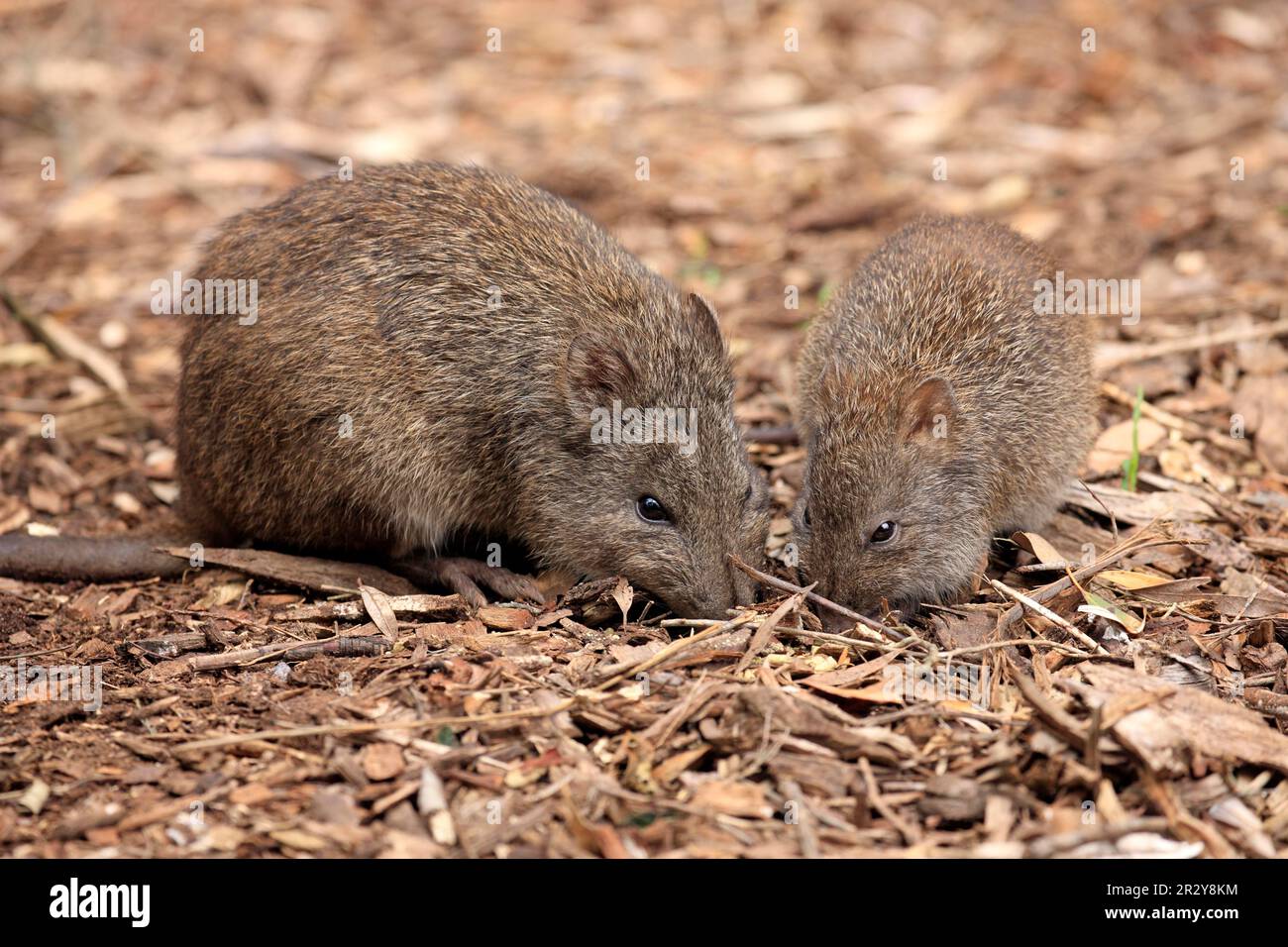 Canguro di ratto, potoroo a naso lungo (tridattilus potoroso), femmina con giovane, foraging femminile, Australia Meridionale, Australia Foto Stock