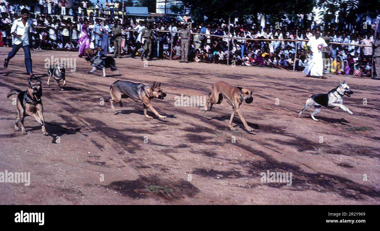 La corsa dei cani condotta dalla Società per la prevenzione della crudeltà verso gli animali (SPCA) a Coimbatore, Tamil Nadu, India del Sud, India, Asia Foto Stock
