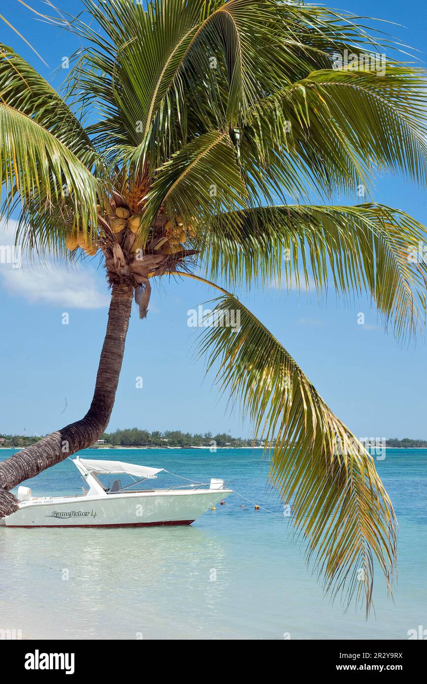 Barca e palma, Oceano Indiano, Pereybere, Mauritius Foto Stock