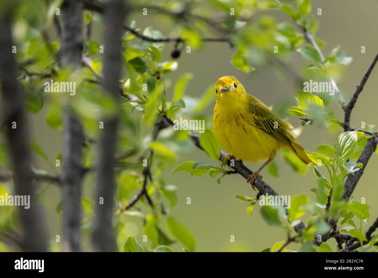 Ottawa, Canada. 21 Maggio 2023.Yellow Warbler a Mud Lake. Copyright 2023 Sean Burges / Mundo Sport immagini Foto Stock