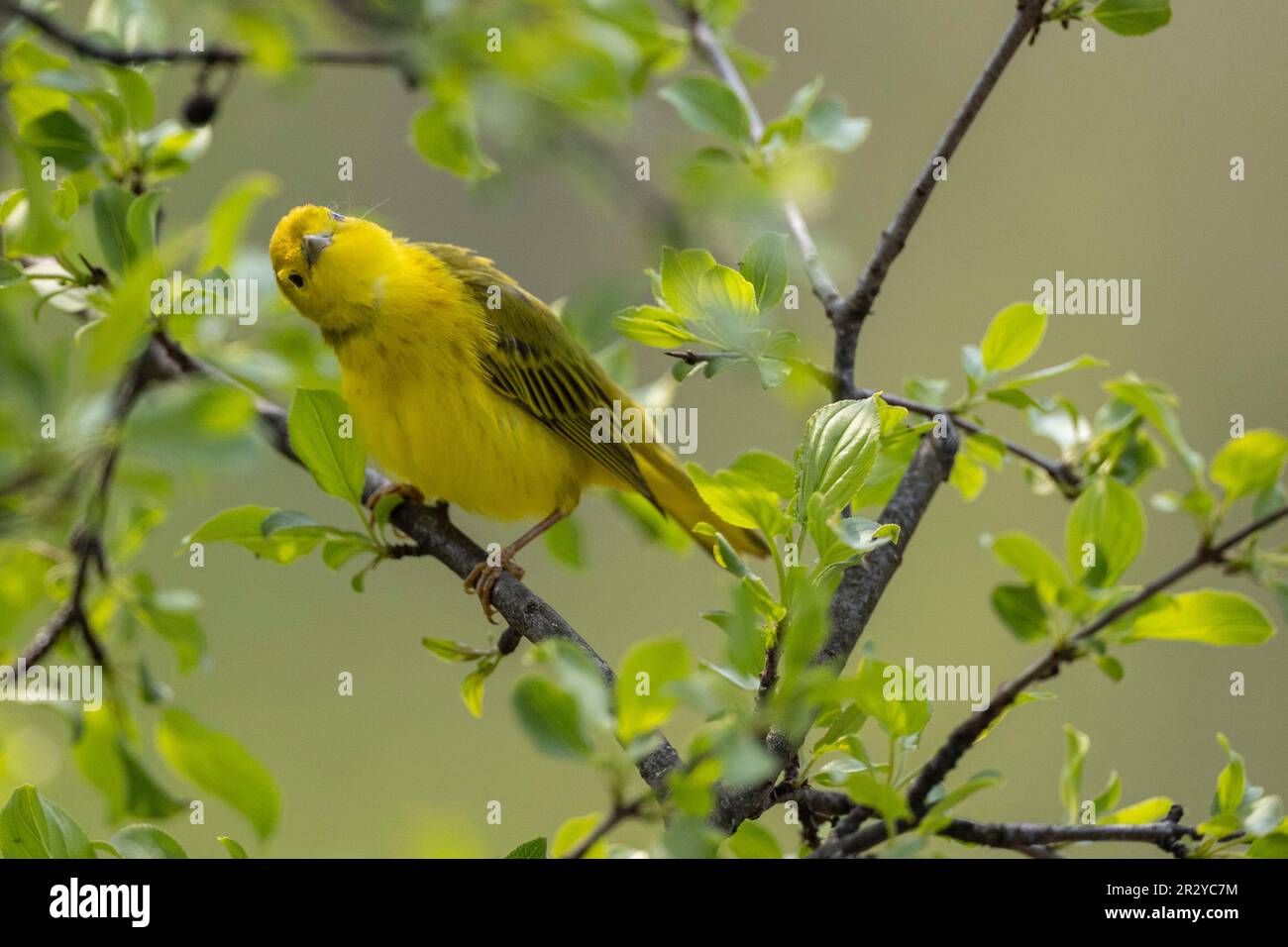 Ottawa, Canada. 21 Maggio 2023.Yellow Warbler a Mud Lake. Copyright 2023 Sean Burges / Mundo Sport immagini Foto Stock