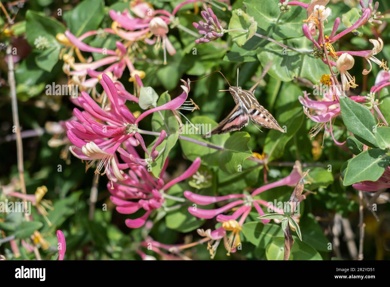 Bianco-foderato di stenella, nome comune Hawkmoth o Hummingbird moth, Hyles linata, si nutre di Goldflame Honeysuckle, Lonicera heckrottii, Kansas, USA Foto Stock