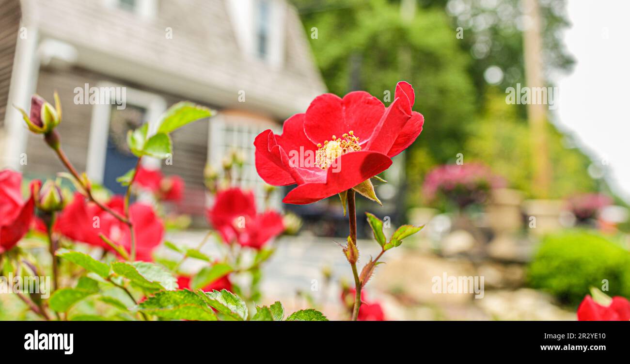 Splendida fabbrica di rose per cani in Virginia, nella città storica Foto Stock