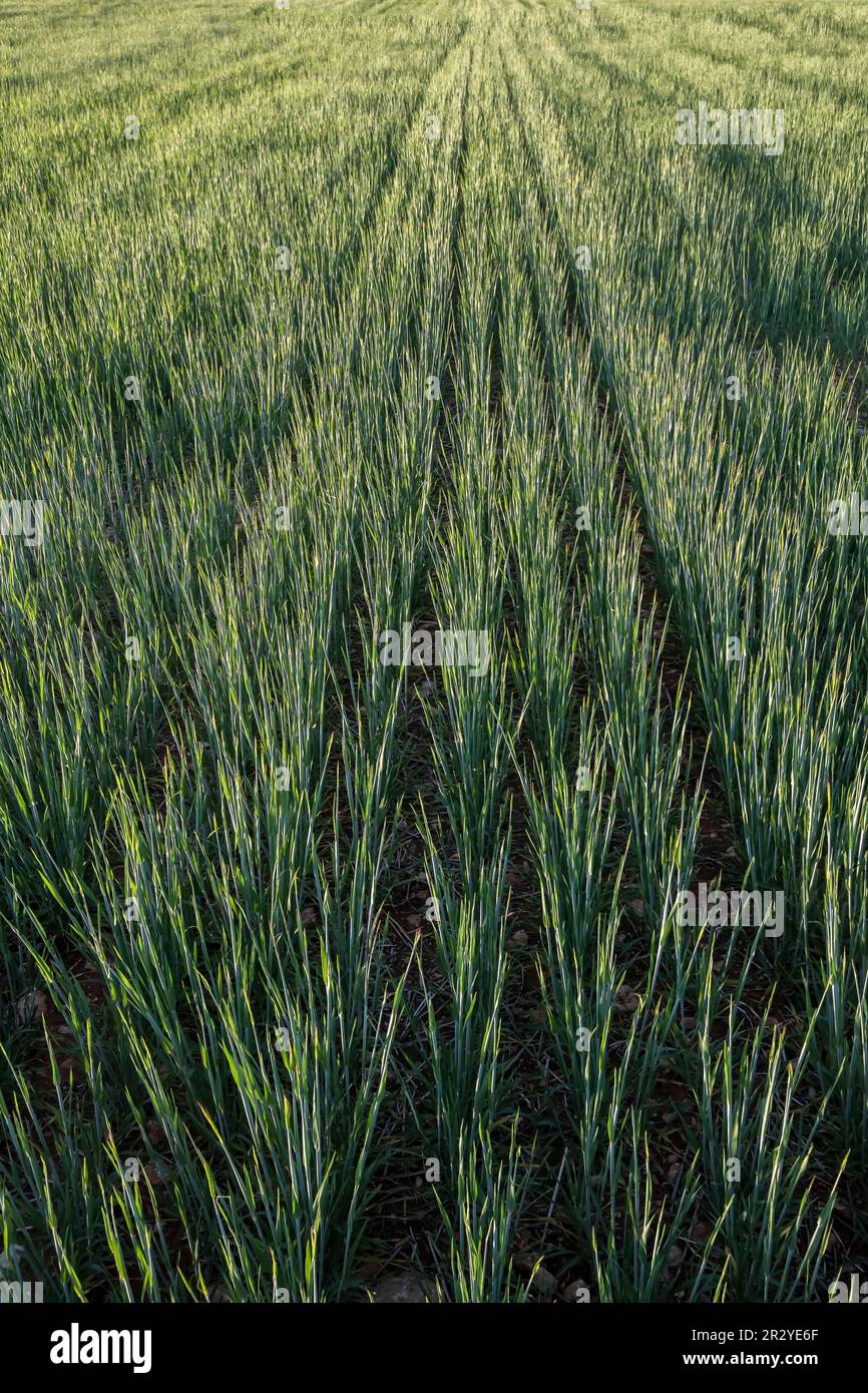 consistenza dell'orzo, pianta di grano a metà crescita, campi di cereali, sfondo, fuoco selettivo, verticale Foto Stock