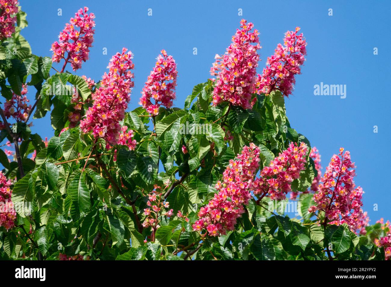 Cavallo Rosso Castagno 'Briotii' Aesculus x carnea Cavallo Castagno albero Aesculus Foto Stock