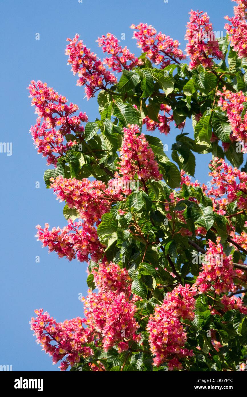 Aesculus x carnea 'Briotii', fiore di castagno di cavallo rosso Foto Stock