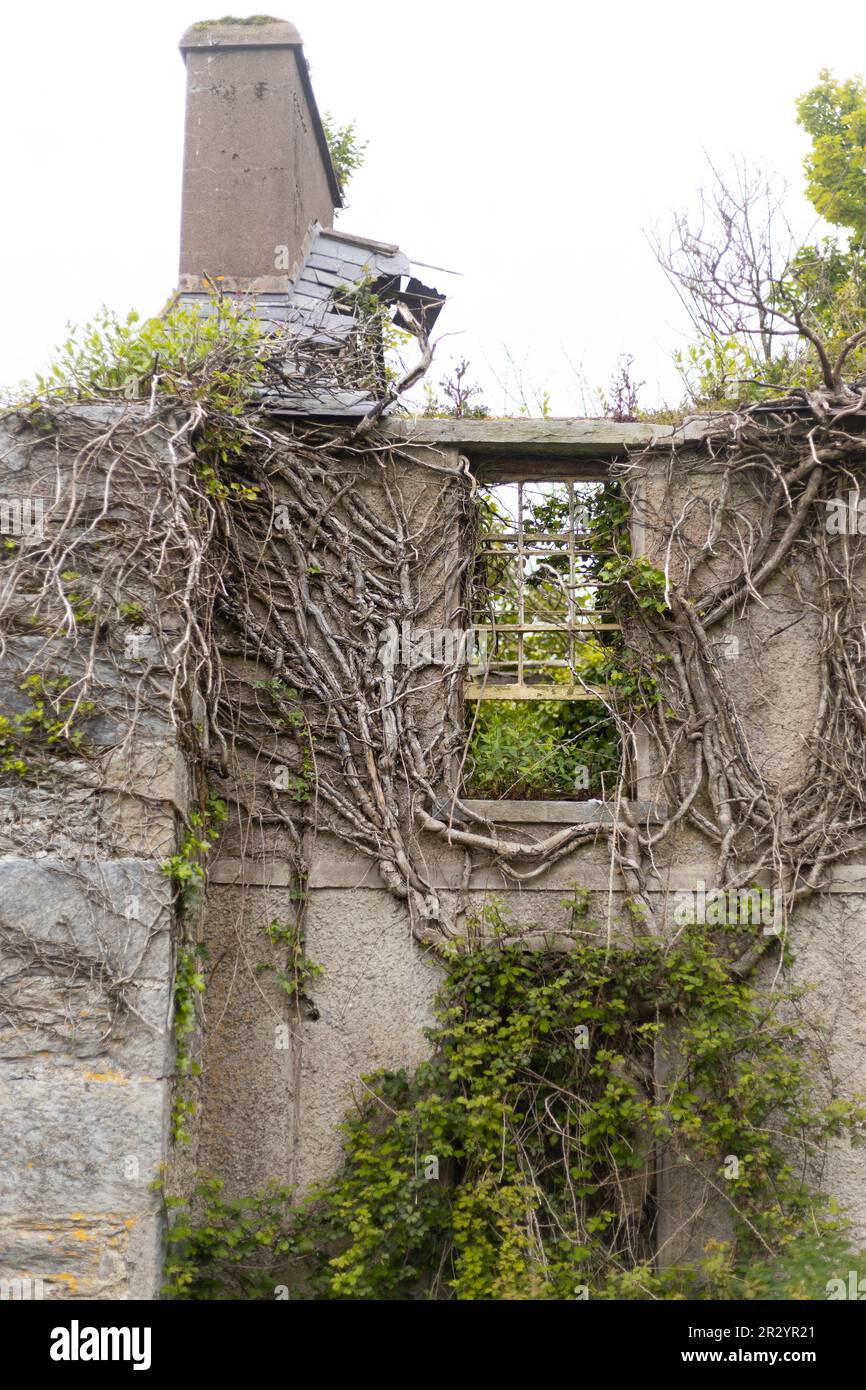 Vine ha ricoperto le rovine di un edificio su Spike Island nella contea di Cork, Irlanda. Foto Stock