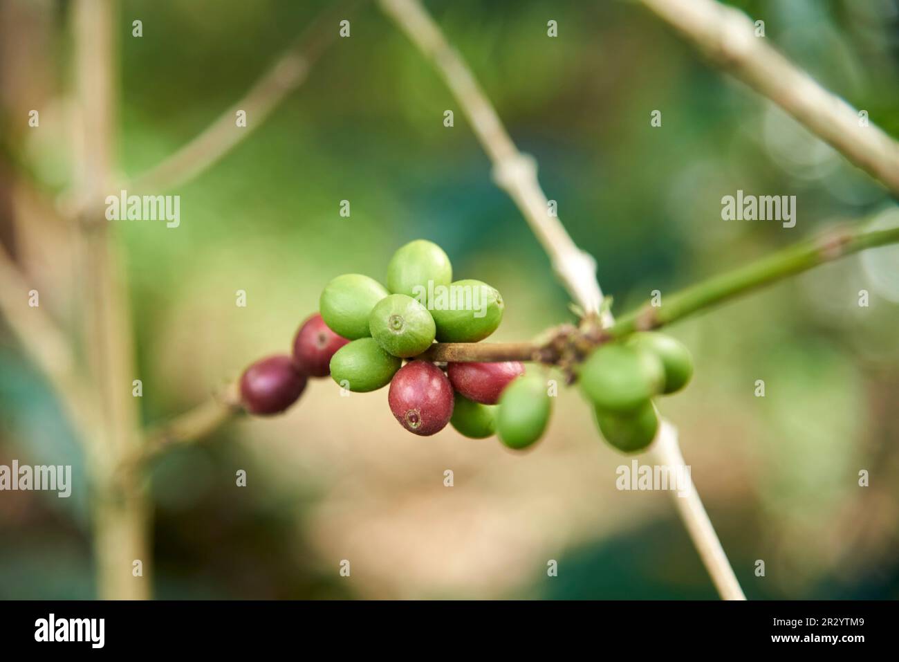 Ramo di caffè con fagioli maturi e non maturi, a Santander, Colombia, produzione tradizionale colombiana. Composizione selettiva a fuoco con spazio di copia. Foto Stock