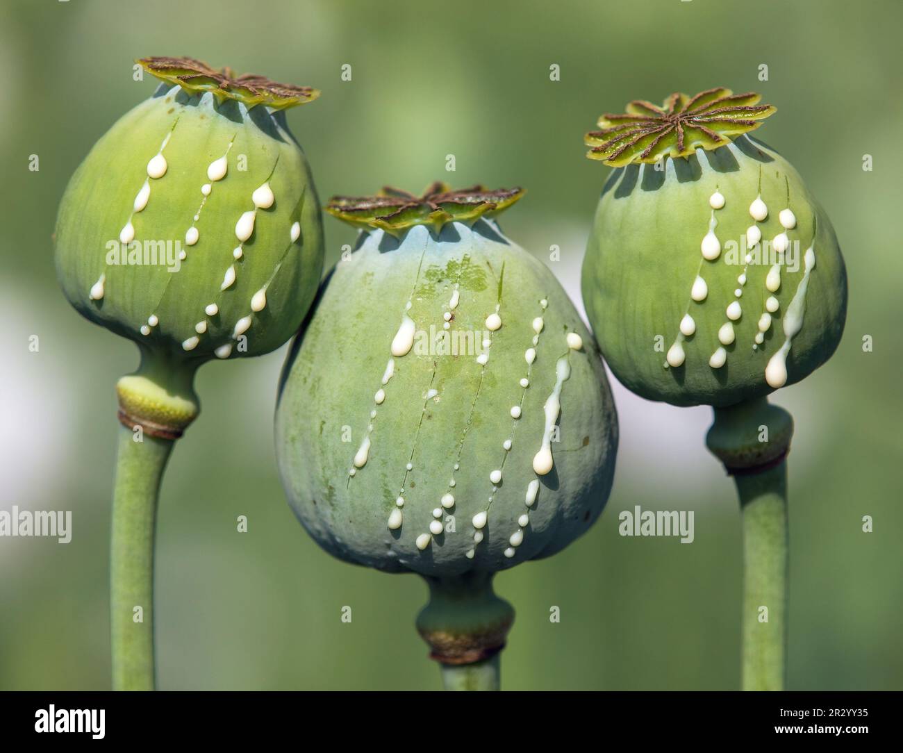Lattice di papavero da oppio immagini e fotografie stock ad alta  risoluzione - Alamy