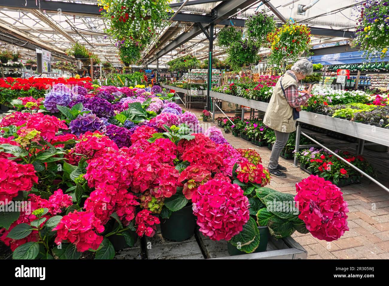 Hydrangeas - Hydrangea macrophylla - esposizione colorata in un centro giardino. Ricerca di acquirenti femminili. Maple Ridge, B. C., Canada. Foto Stock