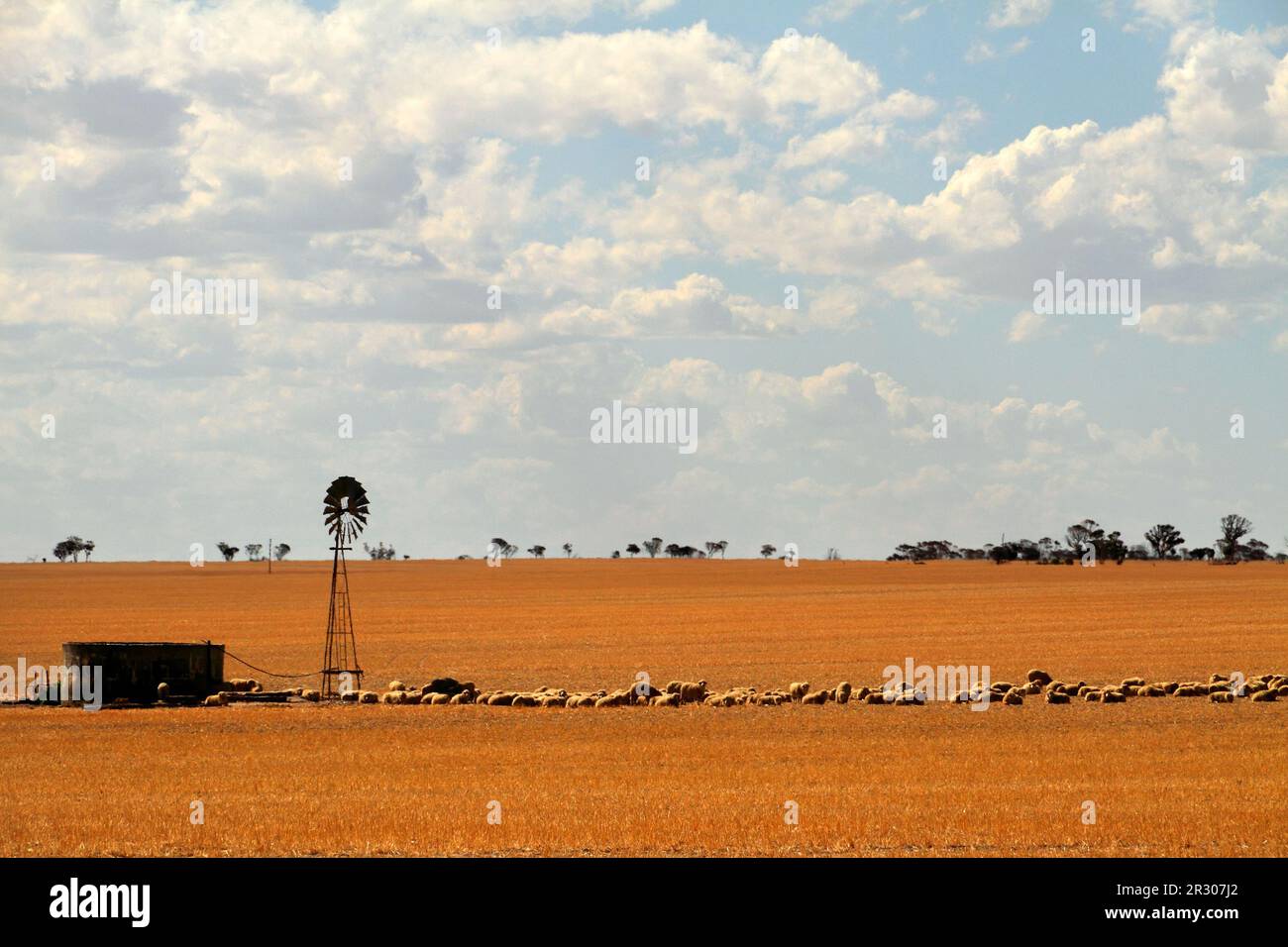 Pecora ad un mulino a vento di trogolo di acqua, cinghia centrale del grano, Australia occidentale Foto Stock