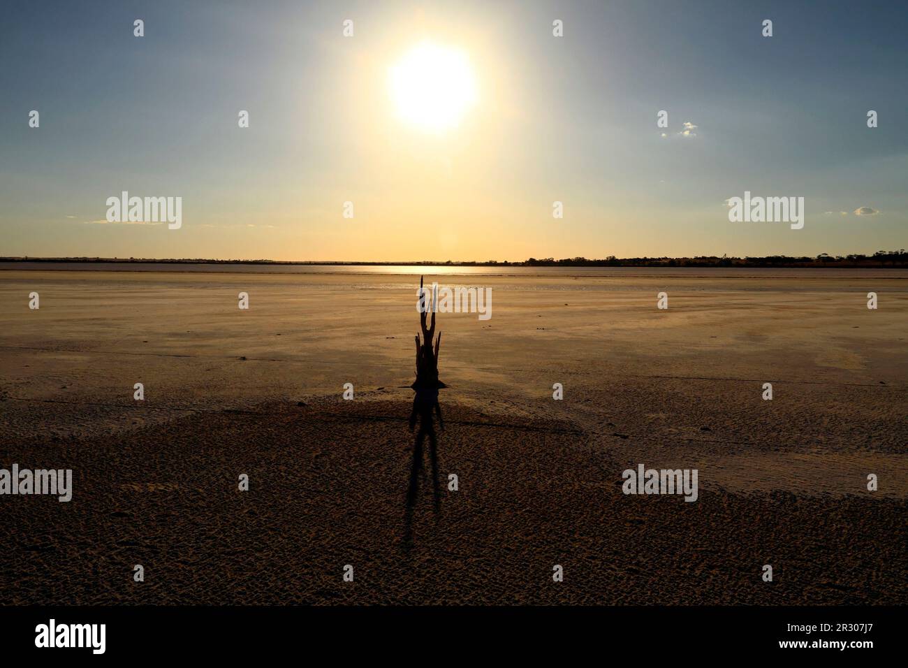 Albero morto sul lago Ninan Salt Lake, Victoria Plains, Australia Occidentale Foto Stock