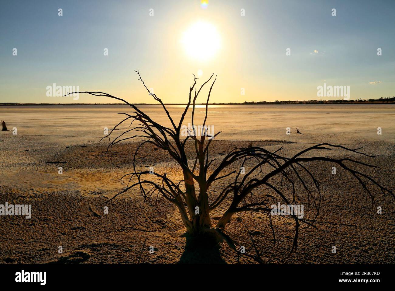 Albero morto sul lago Ninan Salt Lake, Victoria Plains, Australia Occidentale Foto Stock