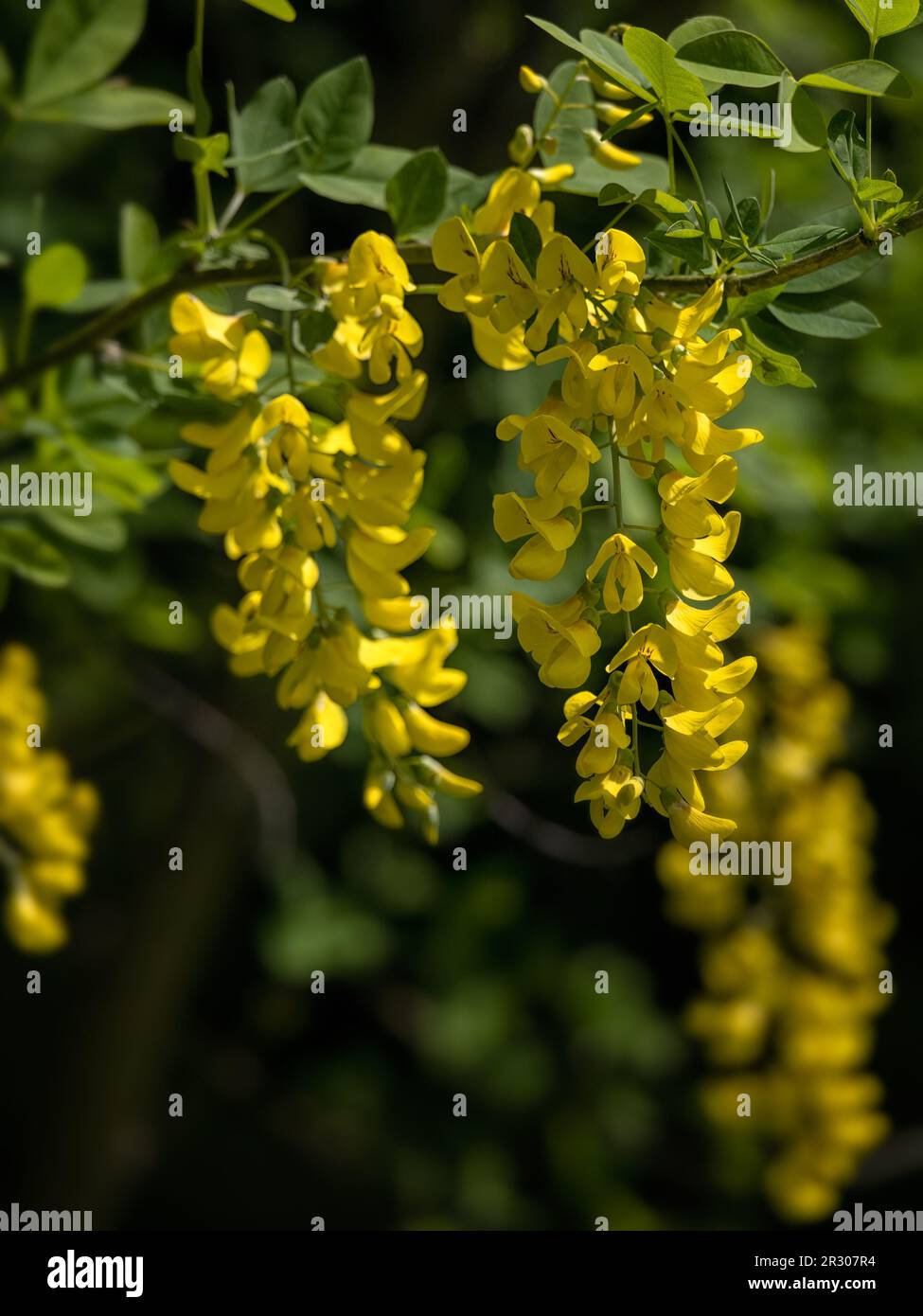 Primo piano di fiori di Laburnum anagyroides 'Rocket giallo' in un giardino in primavera Foto Stock