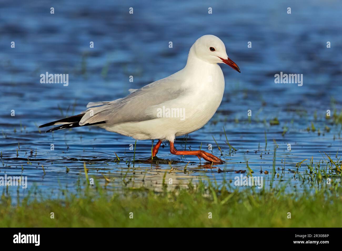 Un gabbiano di Hartlaubs (Larus hartlaubii) che cammina in acque poco profonde, Sudafrica Foto Stock