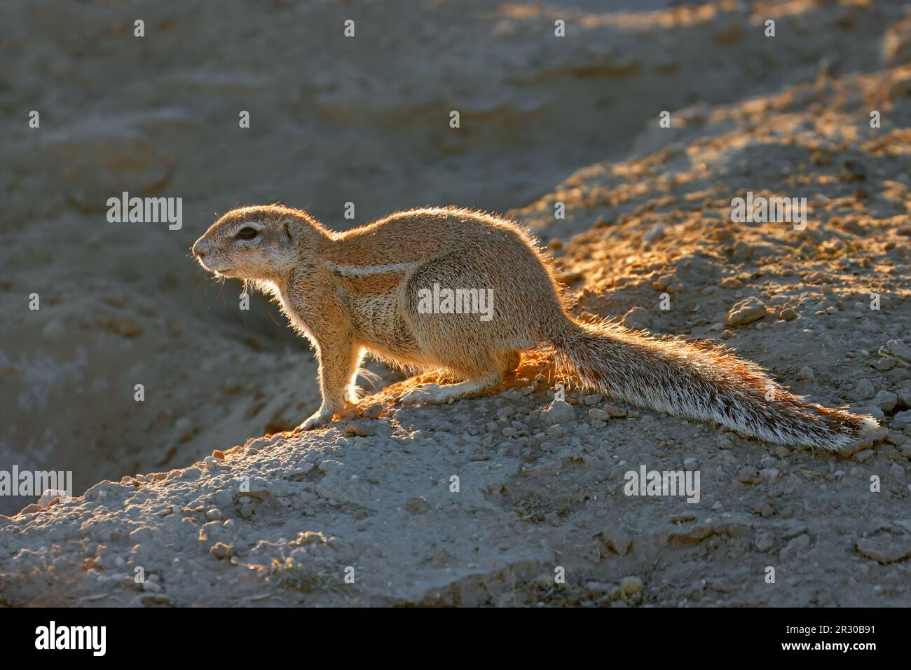 Uno scoiattolo al suolo (Xerus inaurus) nella luce del tardo pomeriggio, deserto di Kalahari, Sudafrica Foto Stock