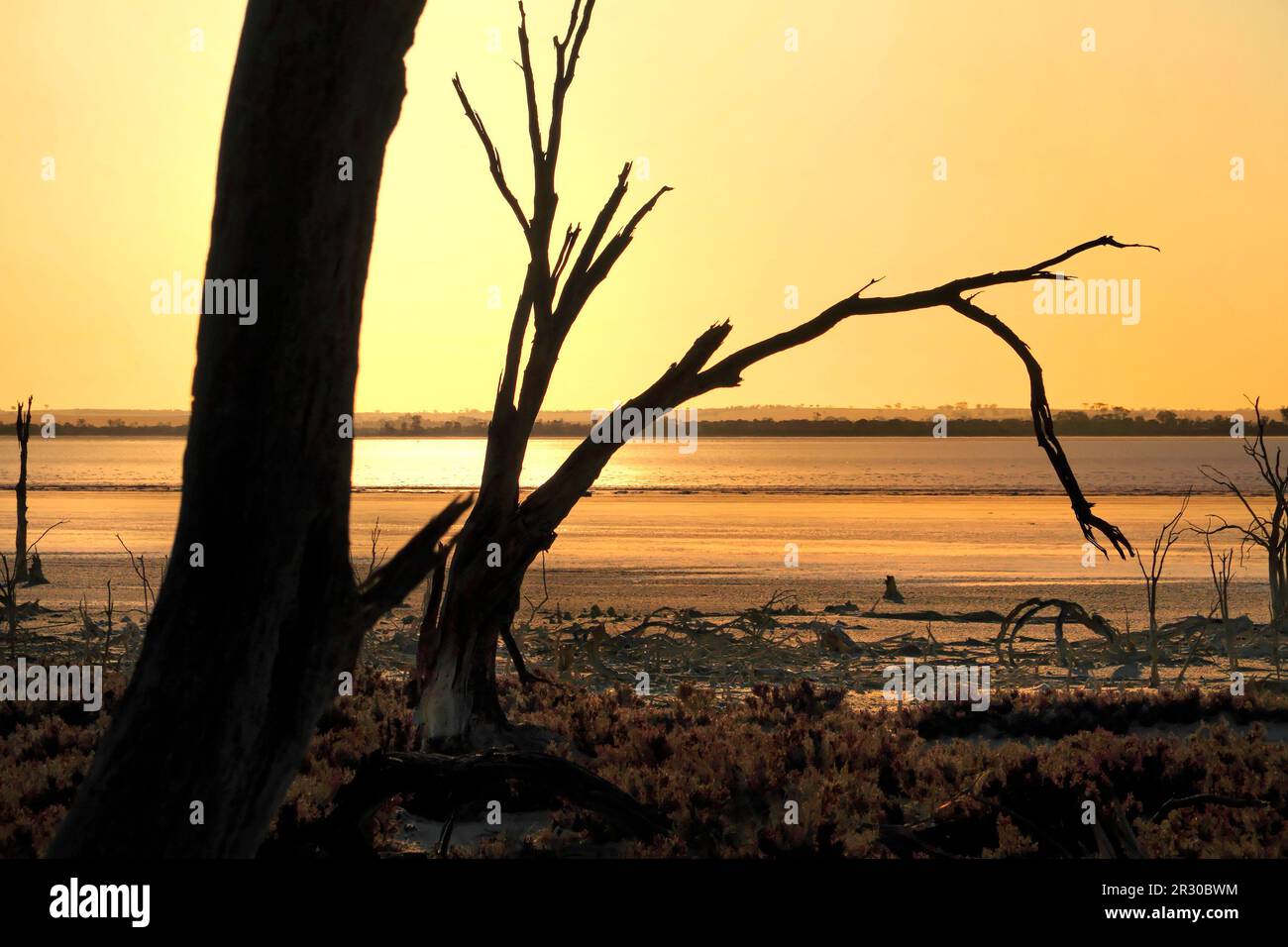 Albero morto sul lago Ninan Salt Lake, Victoria Plains, Australia Occidentale Foto Stock
