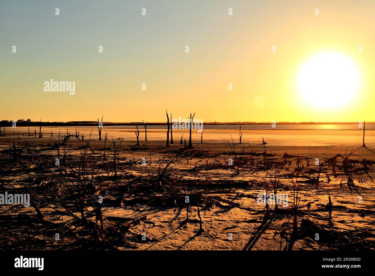 Albero morto sul lago Ninan Salt Lake, Victoria Plains, Australia Occidentale Foto Stock