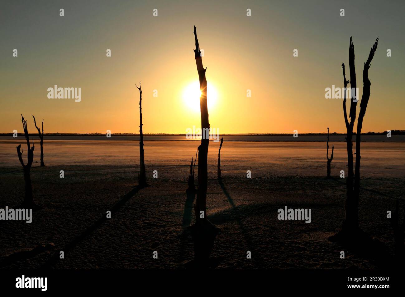 Albero morto sul lago Ninan Salt Lake, Victoria Plains, Australia Occidentale Foto Stock